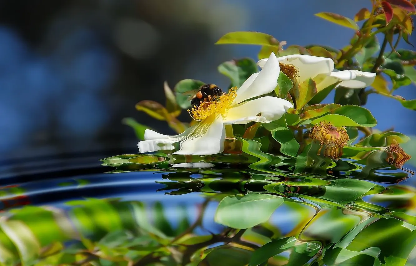 Фото обои отражение, пчела, шиповник