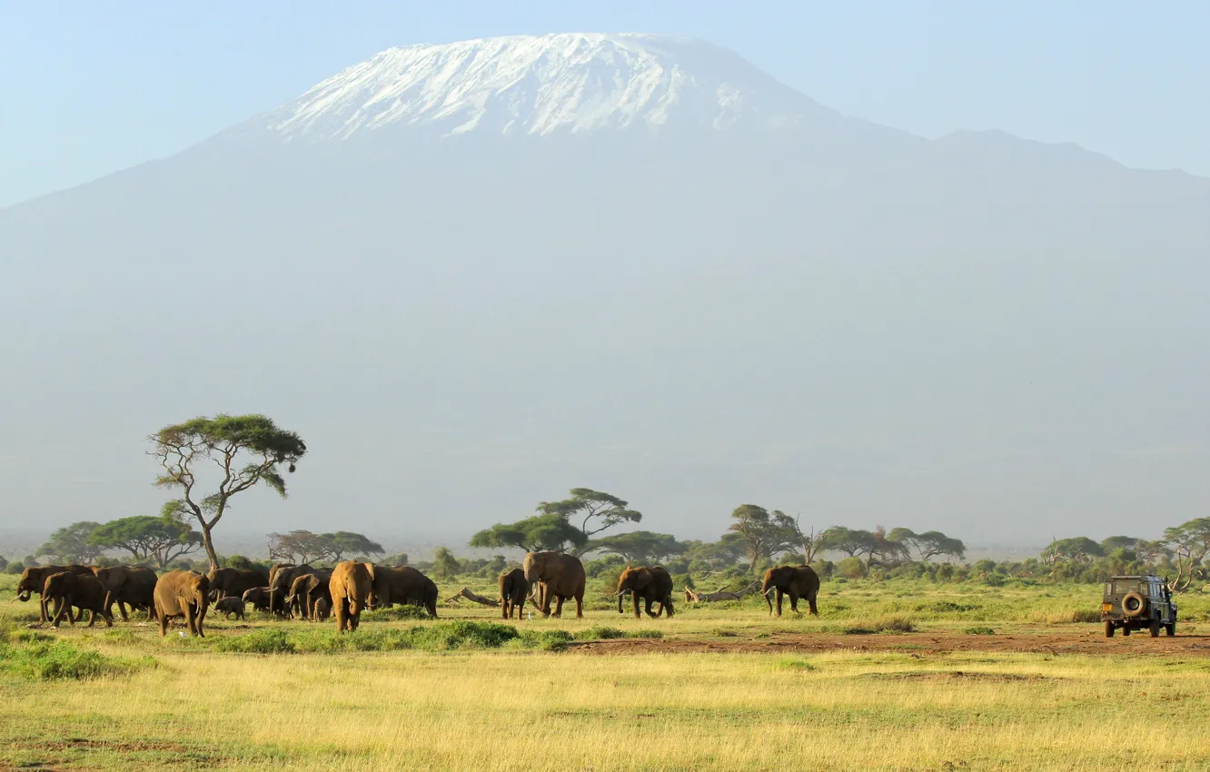 Фото обои гора, вулкан, Африка, слоны, стадо, Килиманджаро