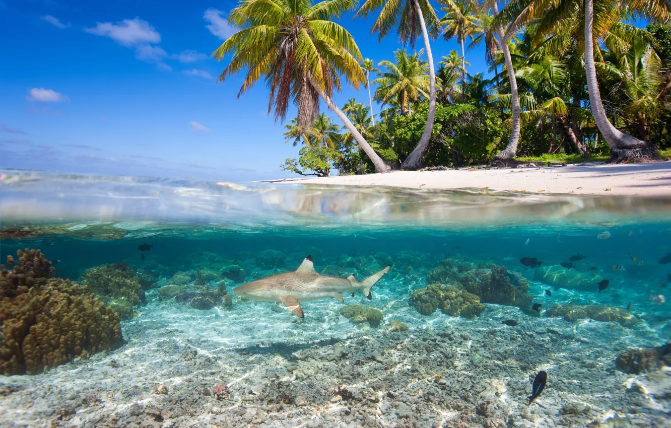 Фото обои вода, тропики, пальмы, кораллы
