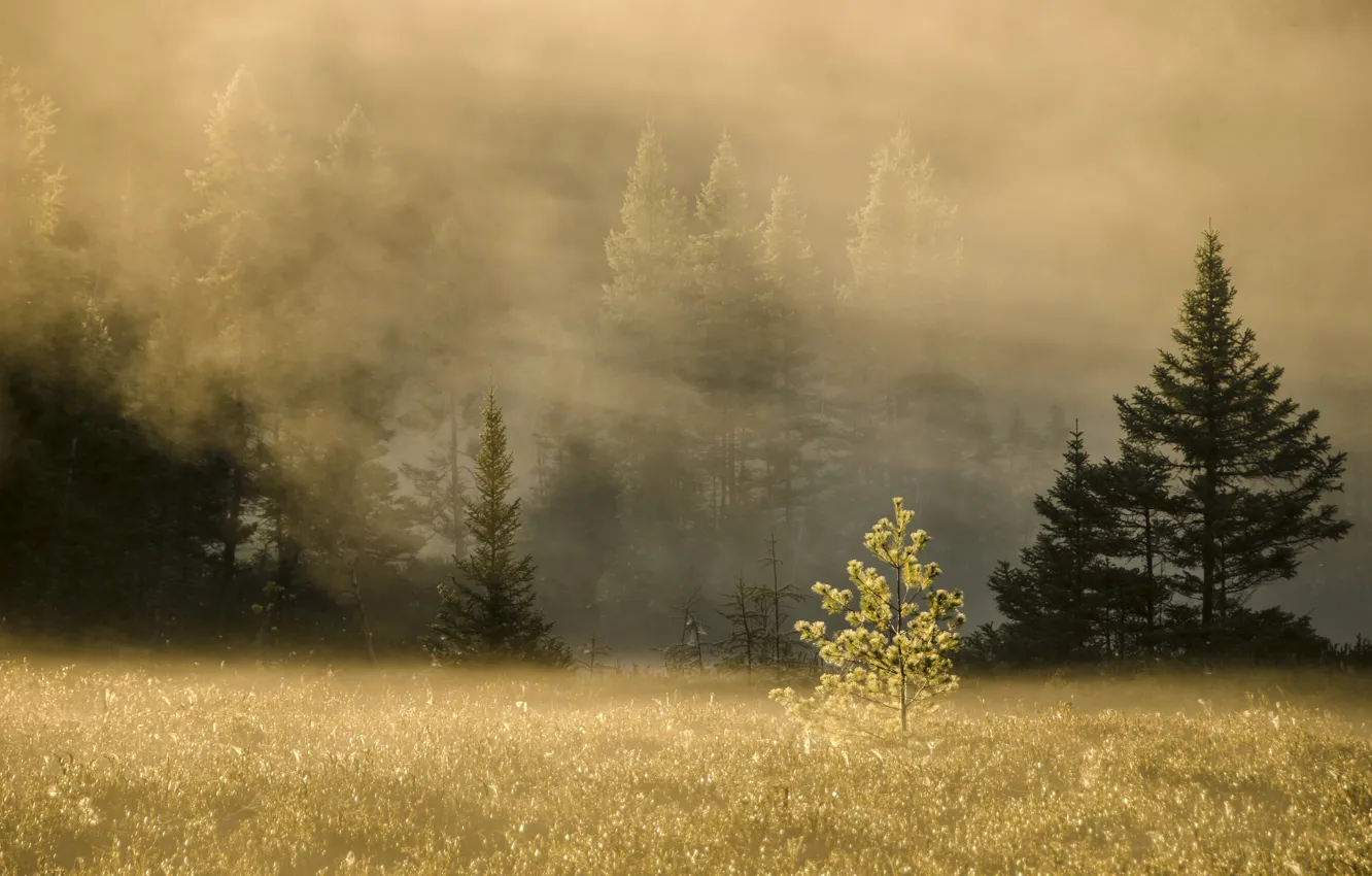 Фото обои поле, туман, ёлка