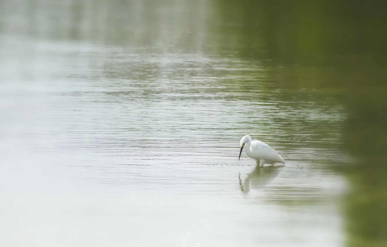 Фото обои природа, озеро, птица