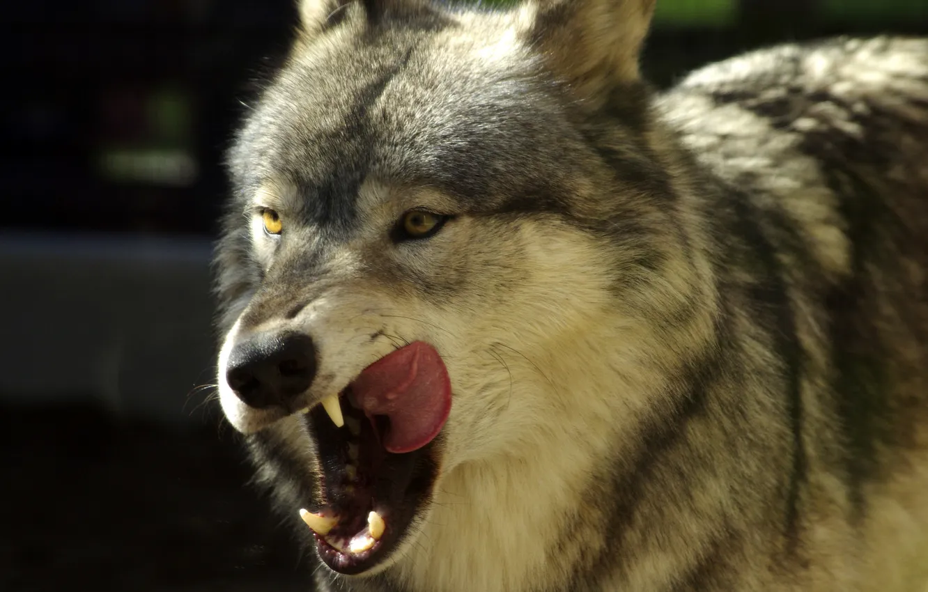 Фото обои язык, волк, хищник, паст