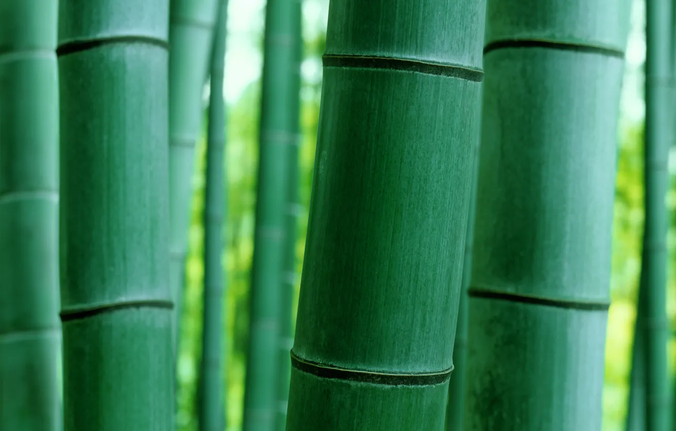 Фото обои макро, природа, бамбук, ствол