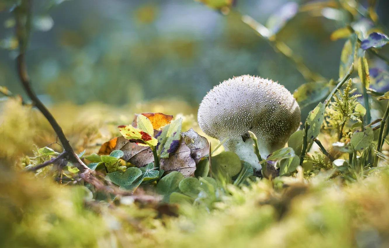 Фото обои осень, листья, свет, природа, поляна, гриб, ветка, боке
