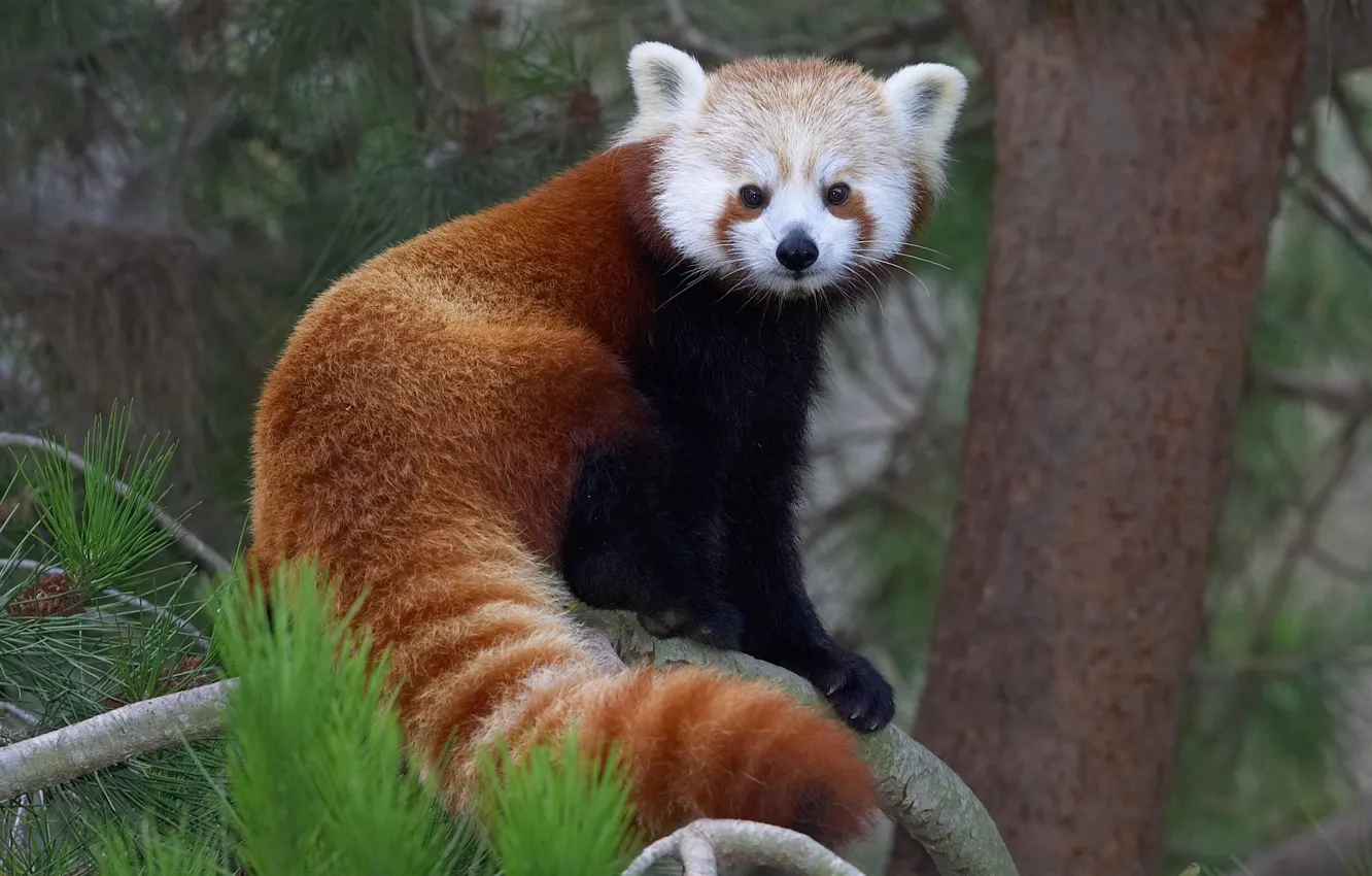 Фото обои взгляд, дерево, ветка, шерсть, красная панда, firefox, мордашка