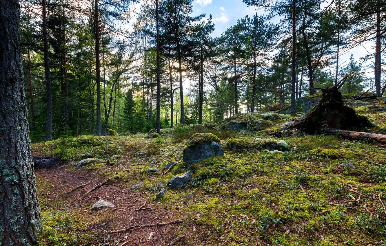 Фото обои лес, деревья, камни, мох