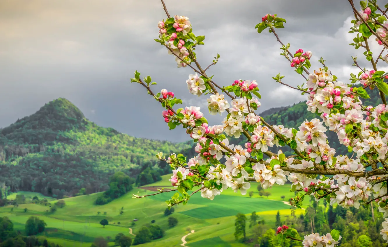 Фото обои горы, ветки, весна, Швейцария, долина, яблоня, цветение, Switzerland