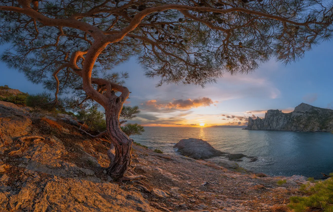 Фото обои море, закат, дерево, скалы, побережье, залив, Россия, Крым