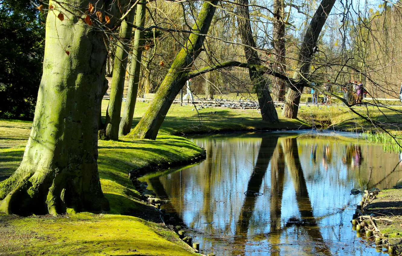 Фото обои trees, park, pond