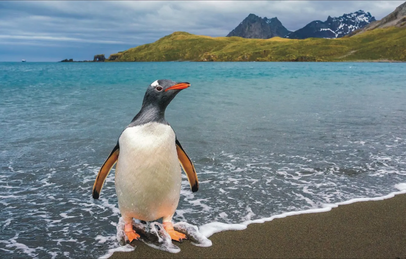 Фото обои взгляд, горы, природа, океан, птица, побережье, пингвин