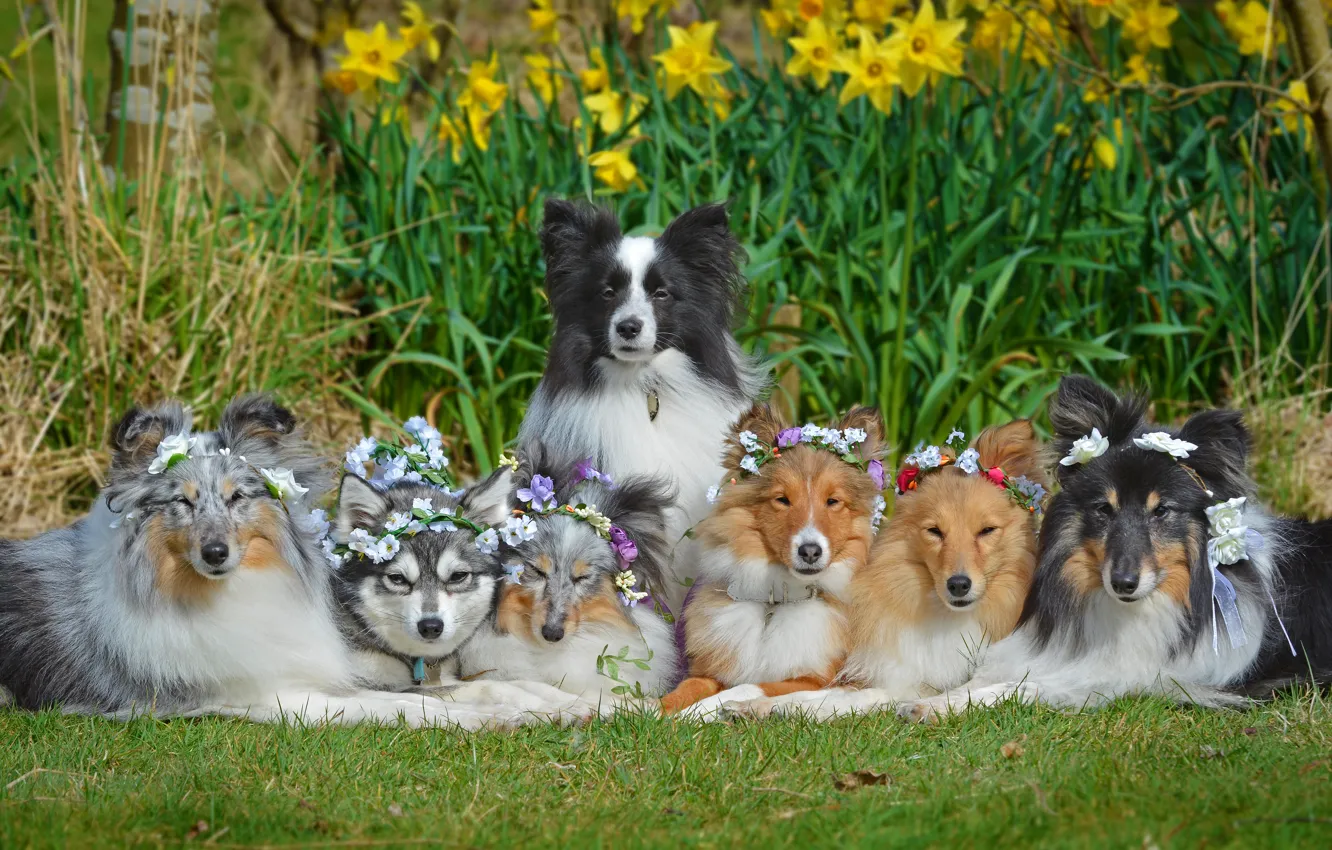 Фото обои собаки, цветы, нарциссы, Шелти, венки, Бордер-колли, Шетландская овчарка, дружная компания