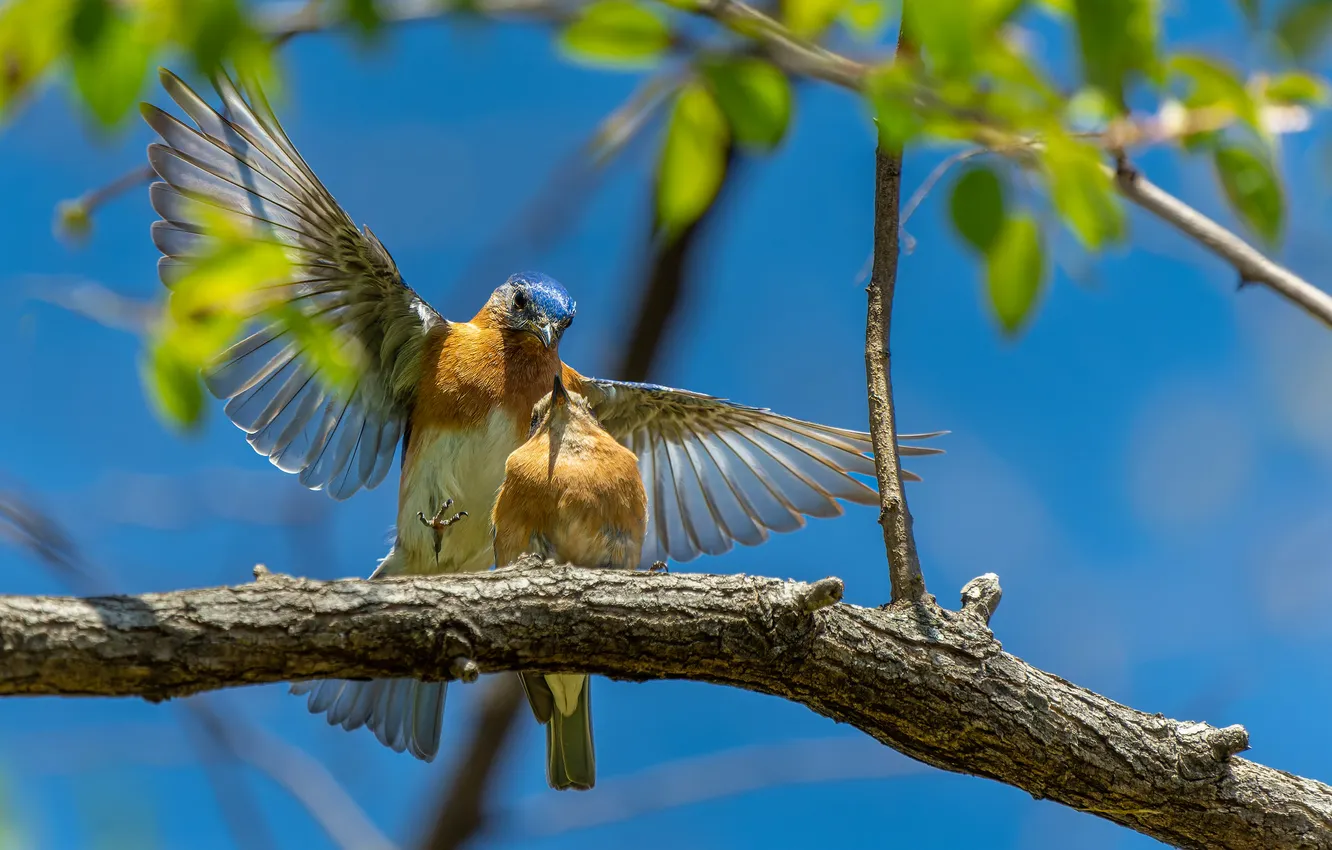 Фото обои ветки, солнечно, птицв
