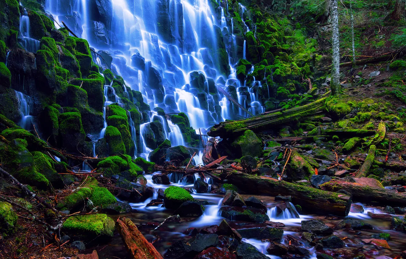 Фото обои лес, лето, ветки, камни, водопад, мох, Орегон, США