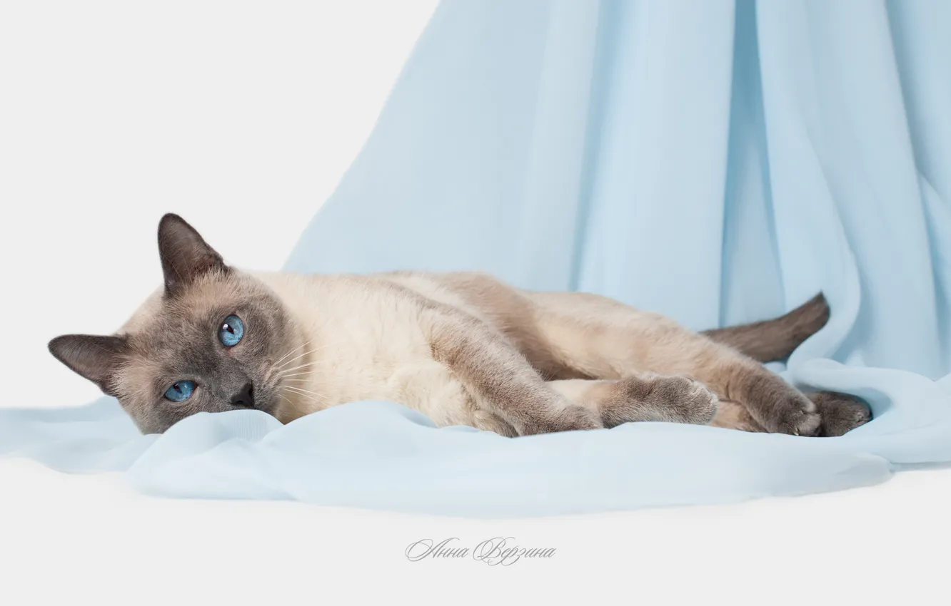 Фото обои кошка, глаза, кот, голубые глаза, серый фон, тайский кот, тайская кошка