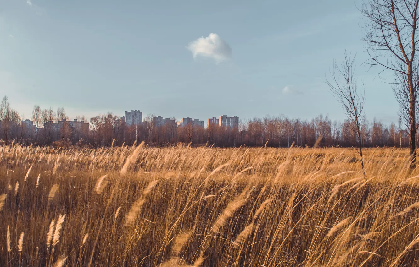 Фото обои пшеница, поле, небо, колосья, украина, пригород