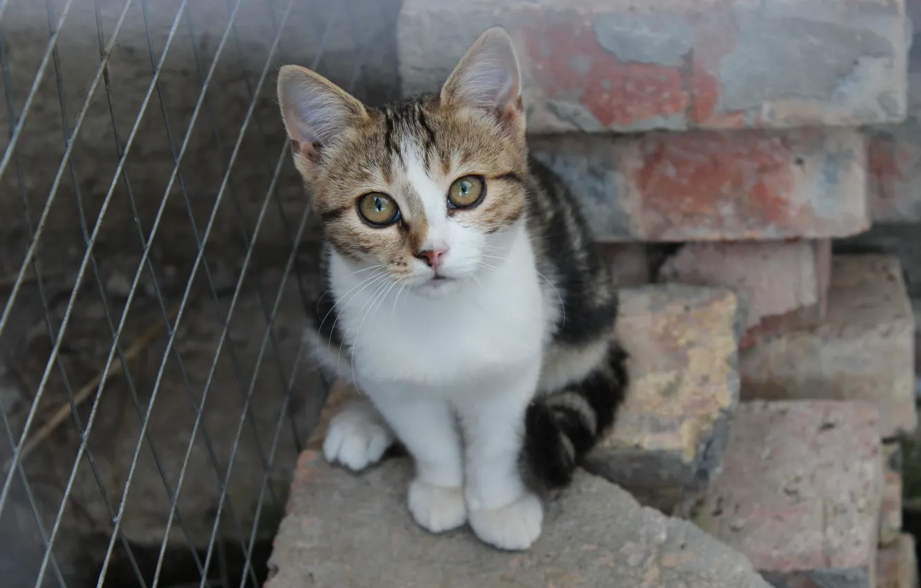 Фото обои кошка, животные, киса