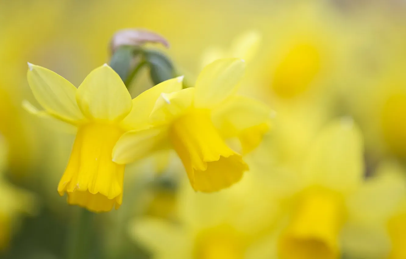 Фото обои цветы, цвет, daffodil