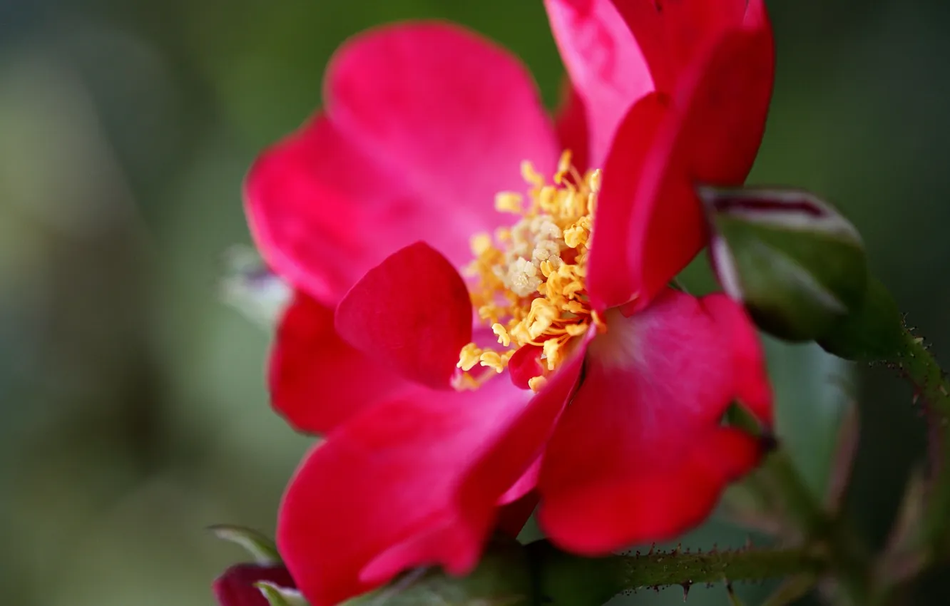 Фото обои цветок, макро, красный, растение, лепестки, шиповник, алый