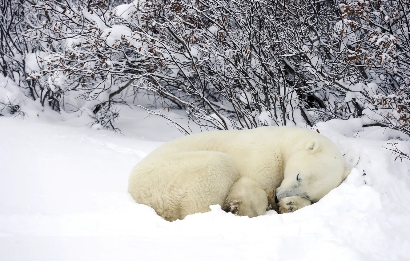 Фото обои зима, лес, снег, Белый медведь