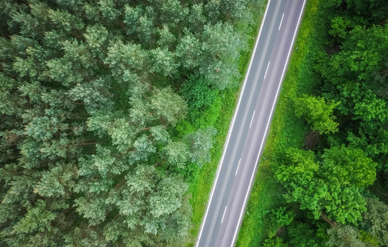 Фото обои дорога, лес, деревья, трасса