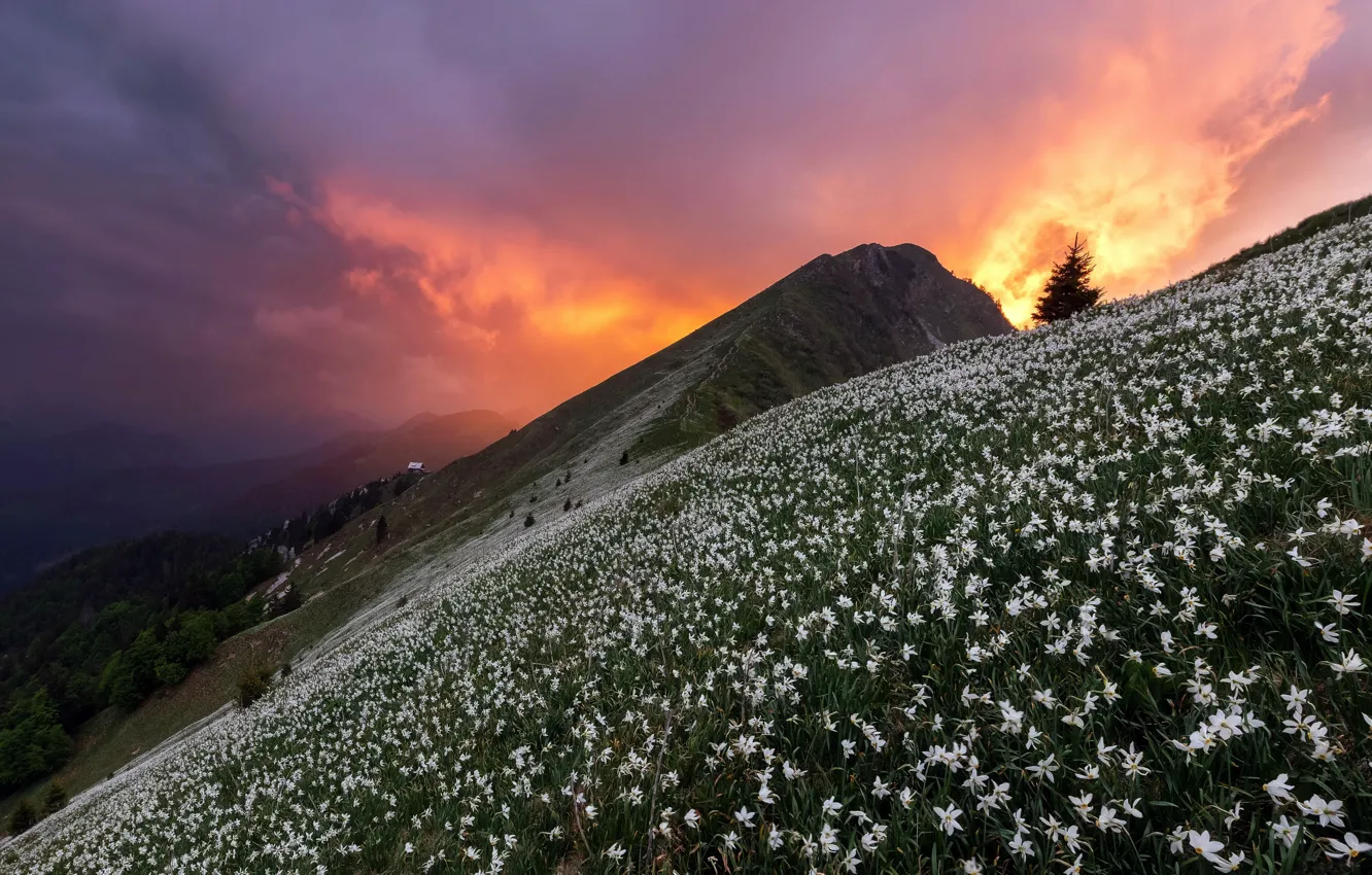 Фото обои закат, цветы, гора
