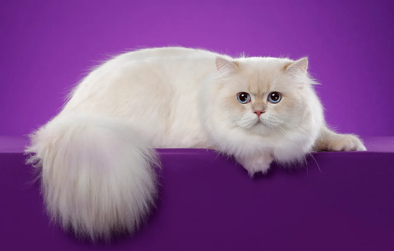 Фото обои кошка, белый, кот, взгляд, поза, фон, сиреневый, мордочка