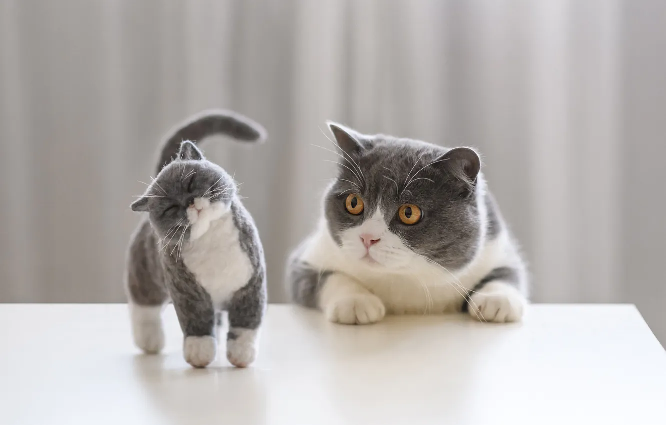 Фото обои кошка, взгляд, поза, интерес, котенок, стол, коты, игрушка