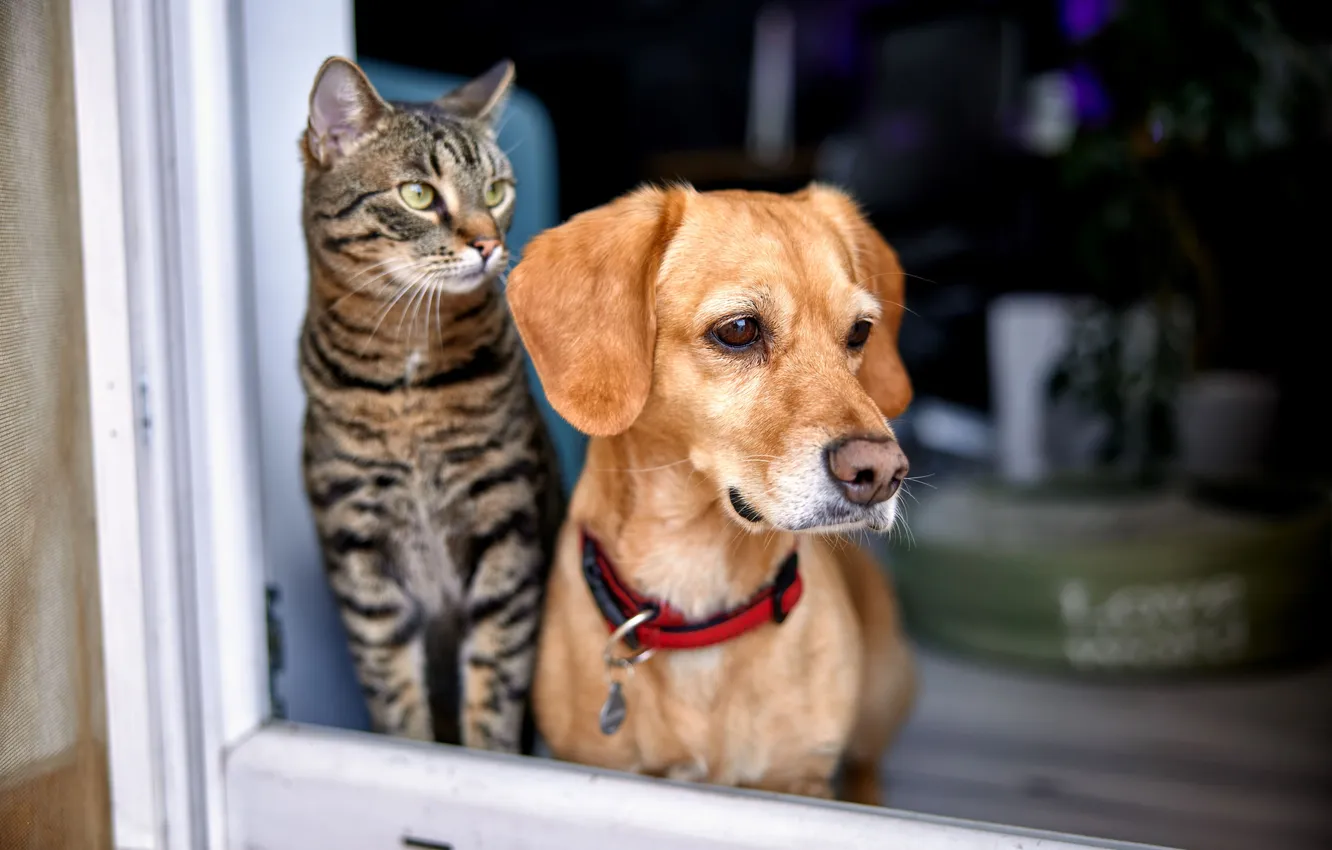 Фото обои кошка, кот, взгляд, поза, серый, собака, окно, рыжая