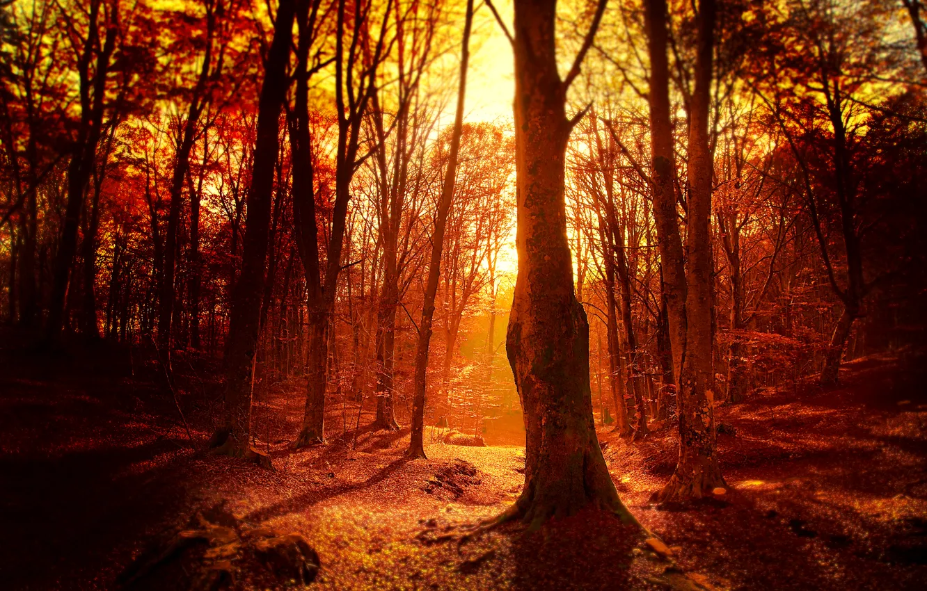 Фото обои лес, солнце, деревья, закат, вечер