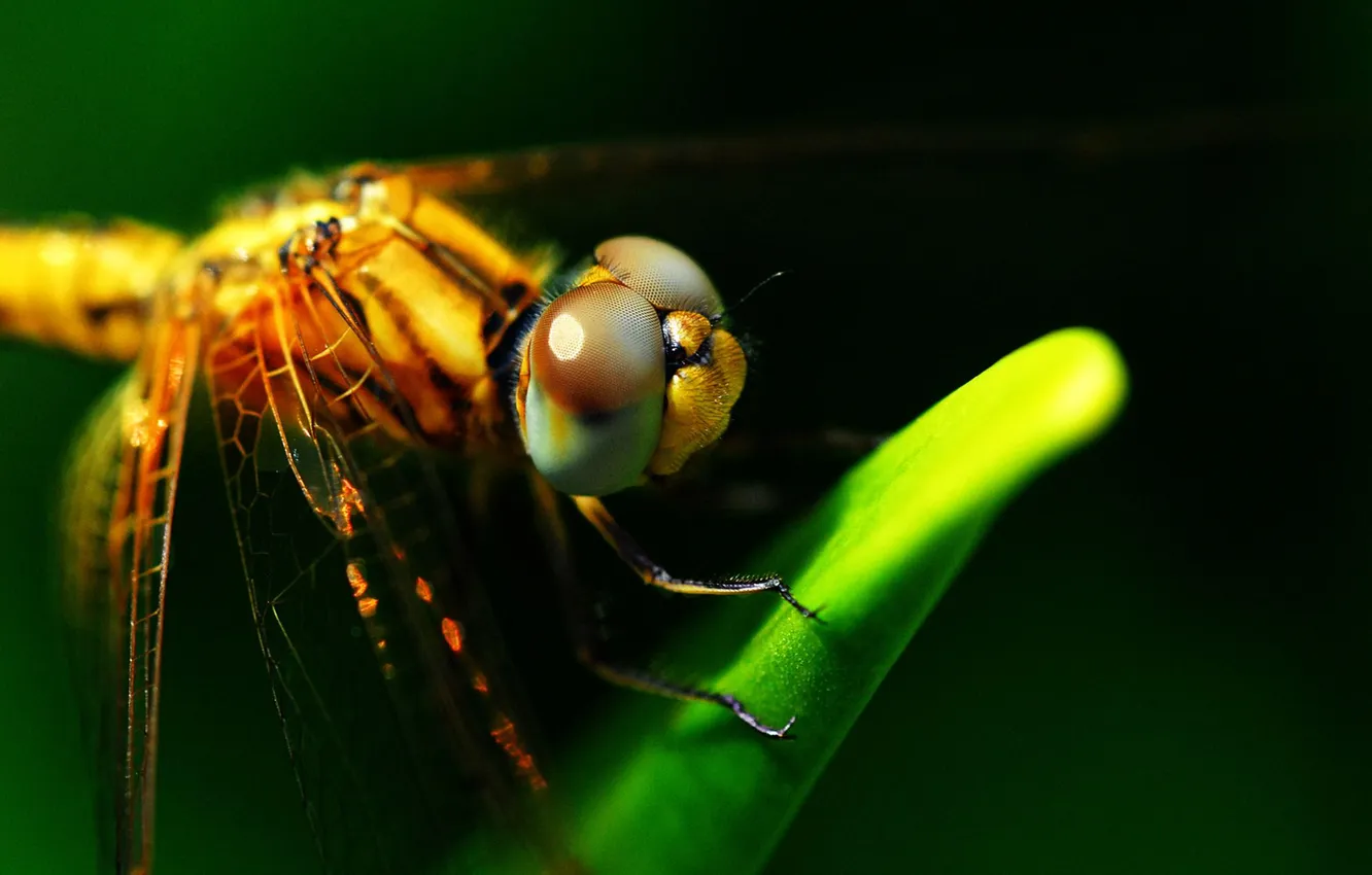 Фото обои макро, насекомые, природа, листок, стрекоза, nature, macro, dragonfly