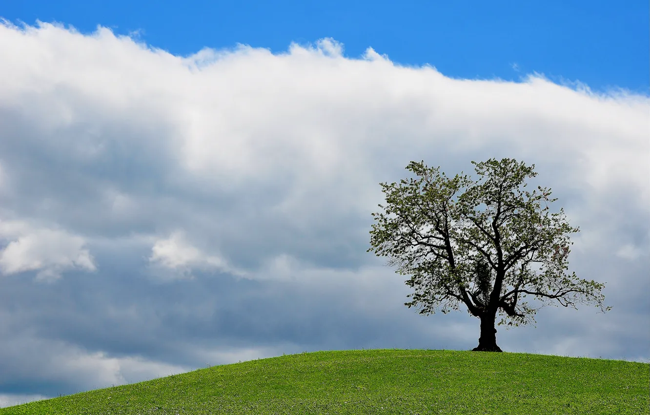 Фото обои небо, трава, облака, дерево, холм