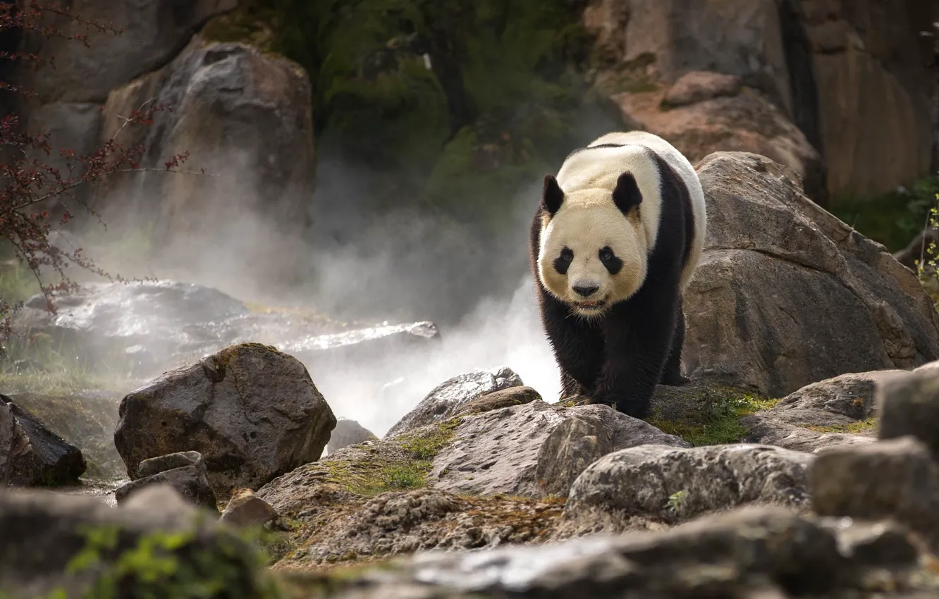 Фото обои камни, скалы, панда, зоопарк, бамбуковый медведь