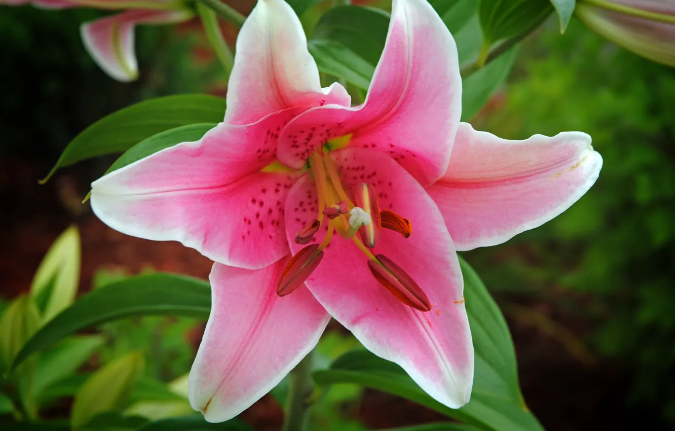 Фото обои лилия, Боке, Pink Lily, Розовая лилия
