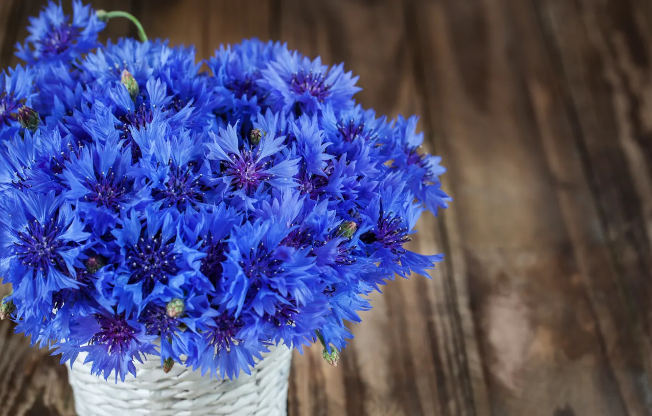 Фото обои цветы, синий, букет, васильки