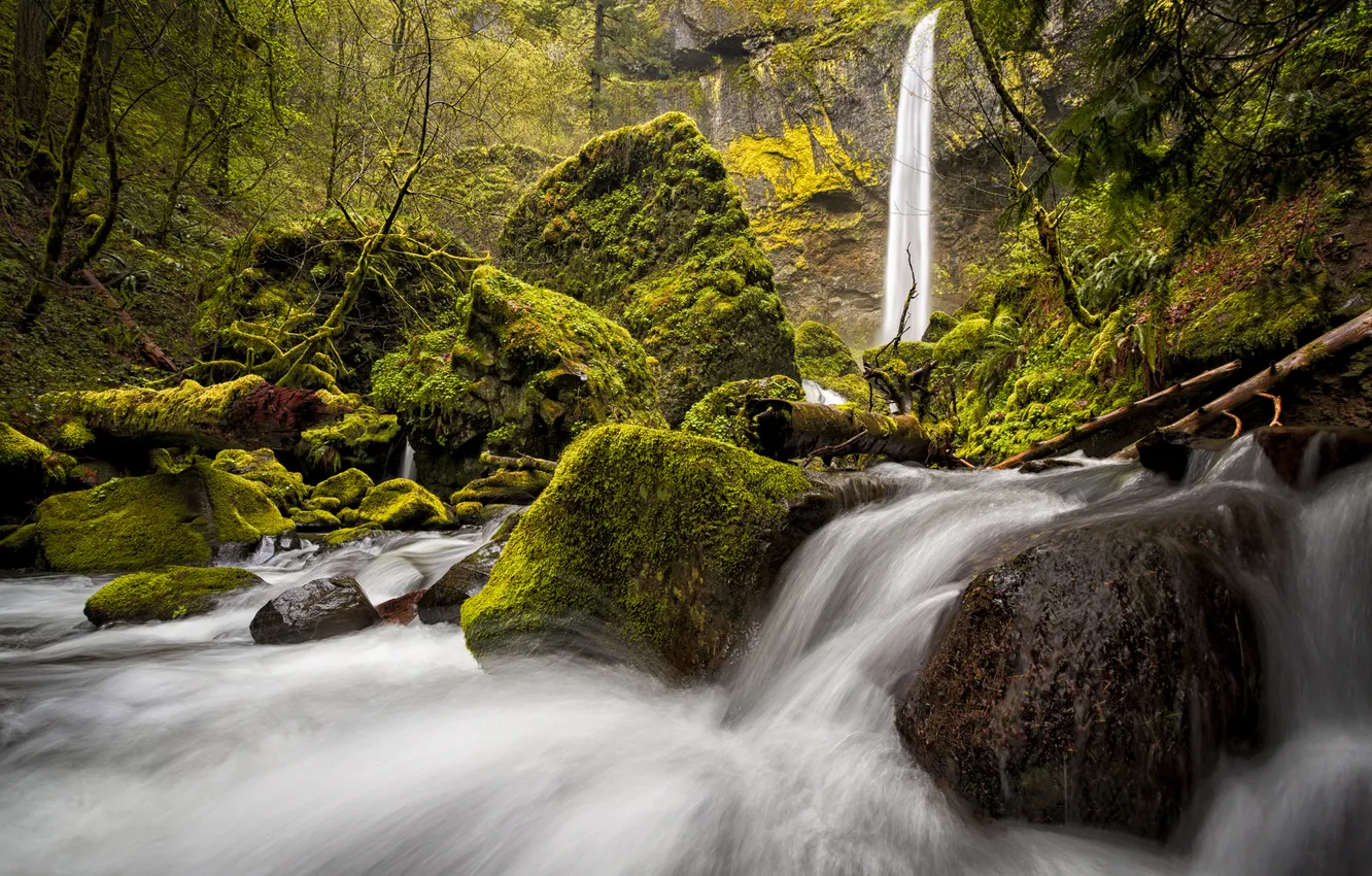 Фото обои лес, камни, водопад, мох, Oregon, Columbia River Gorge, Elowah Falls