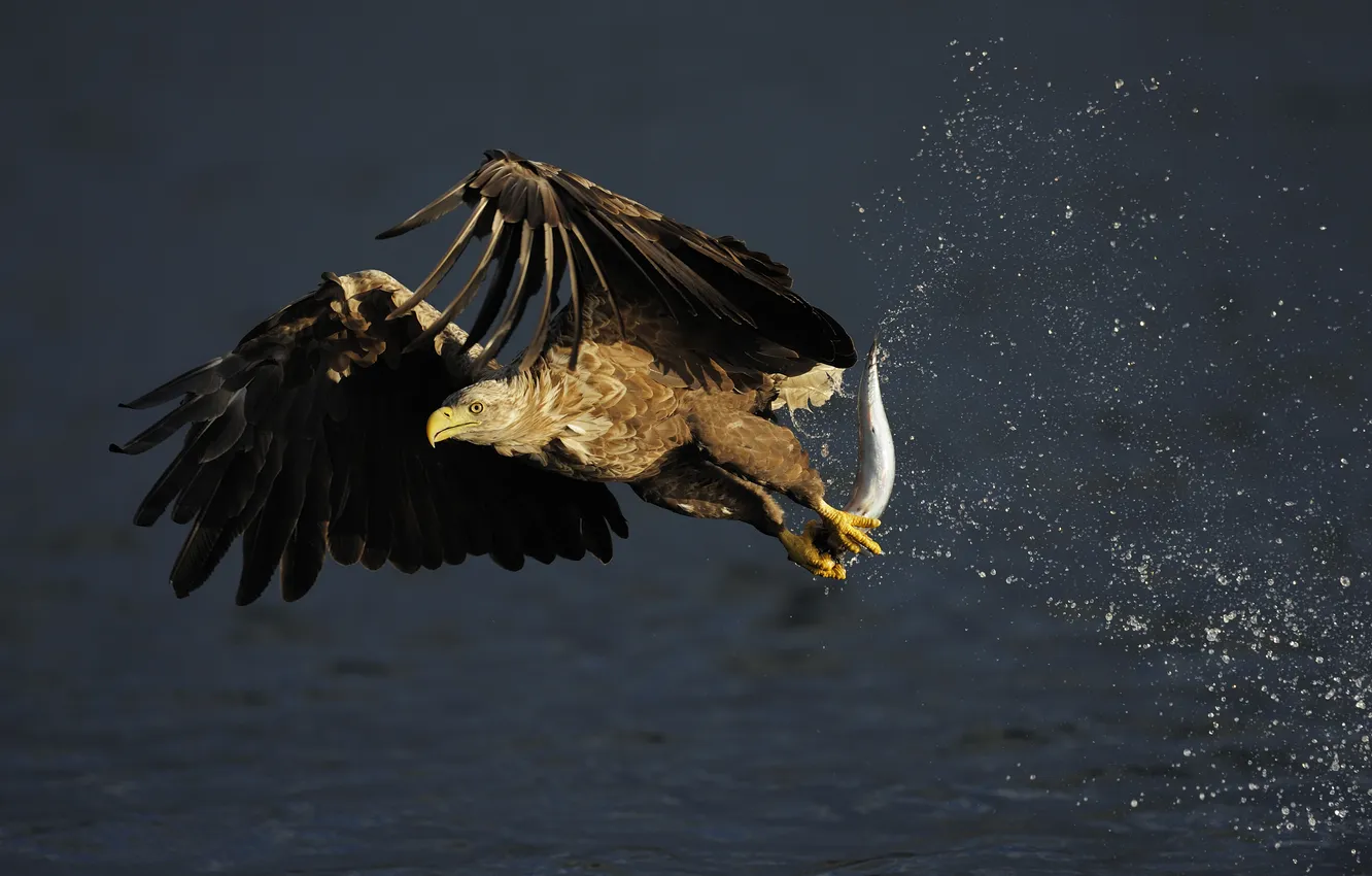 Фото обои брызги, Норвегия, охота, добыча, скумбрия, или сероватень (Haliaeetus albicilla, Орлан-белохвост, white-tailed sea eagle)