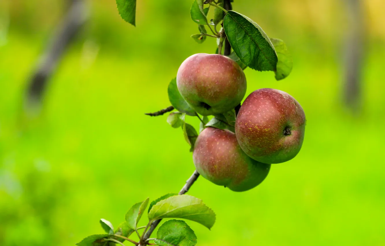 Фото обои apple, fruit, twig
