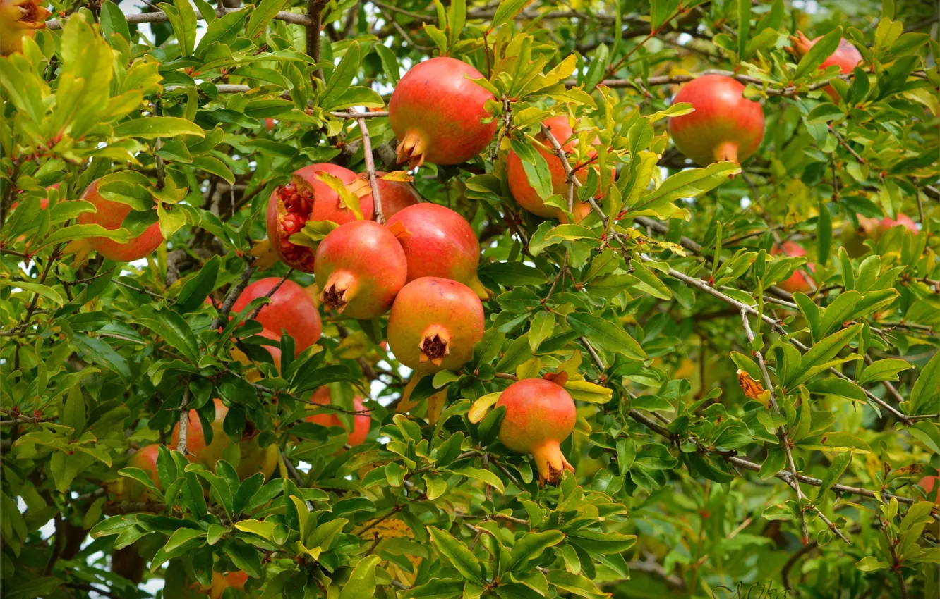 Фото обои Pomegranates, Гранаты, Pomegranate tree