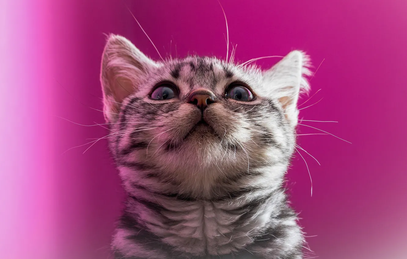 Фото обои кошка, кот, взгляд, котенок, портрет, мордочка, котёнок, розовый фон