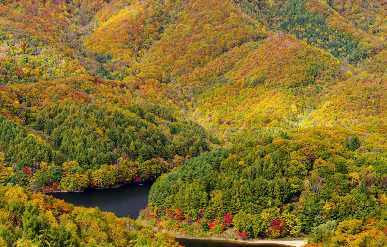 Фото обои осень, лес, деревья, горы, река, желтые, панорама, солнечно