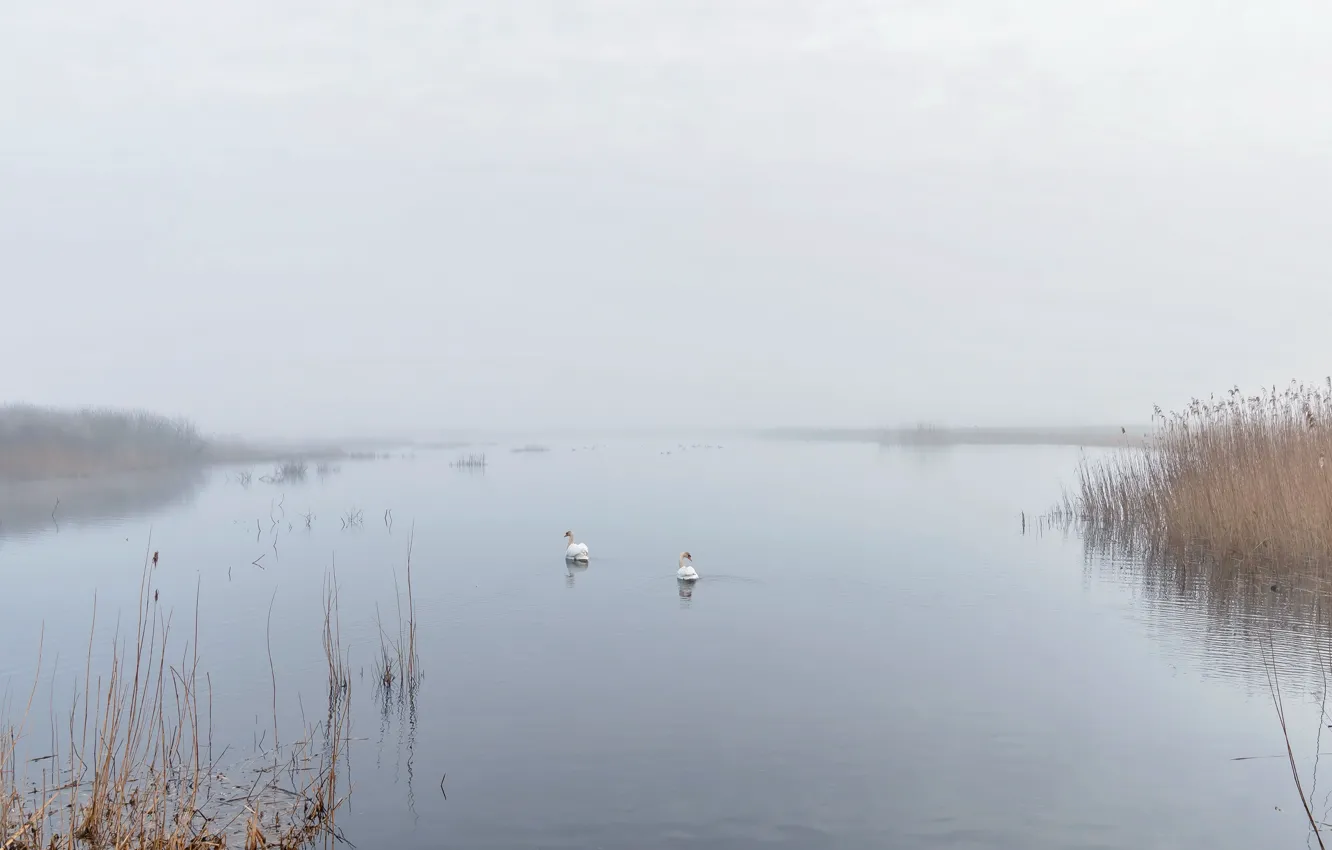 Фото обои туман, озеро, лебеди