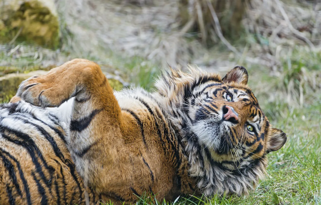 Фото обои кошка, тигр, ©Tambako The Jaguar, суматранский