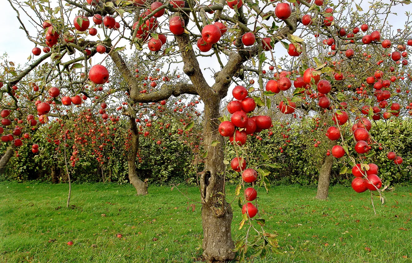 Фото обои дерево, яблоки, сад, урожай