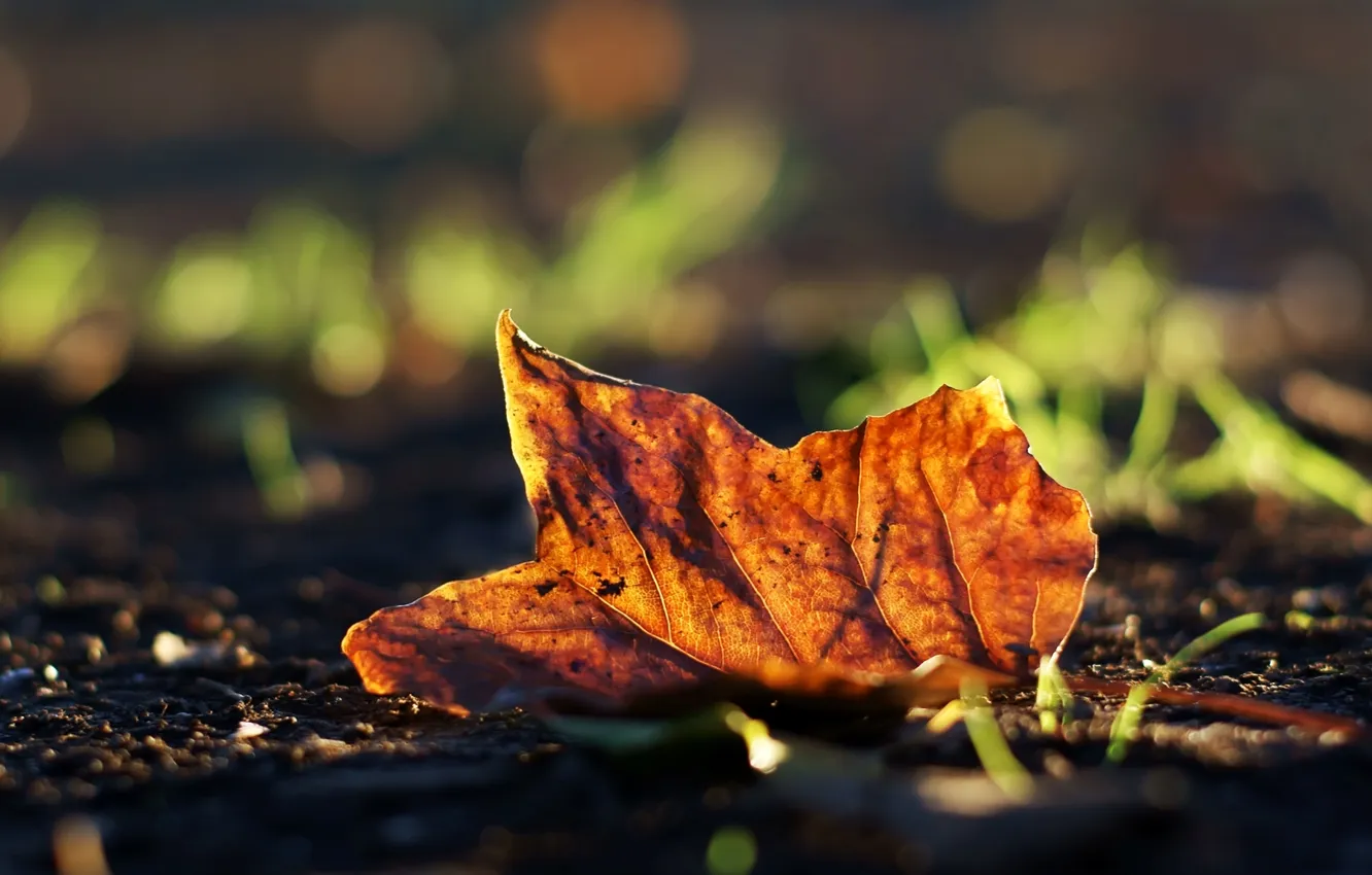 Фото обои осень, трава, макро, лист, фото, фон, земля, обои