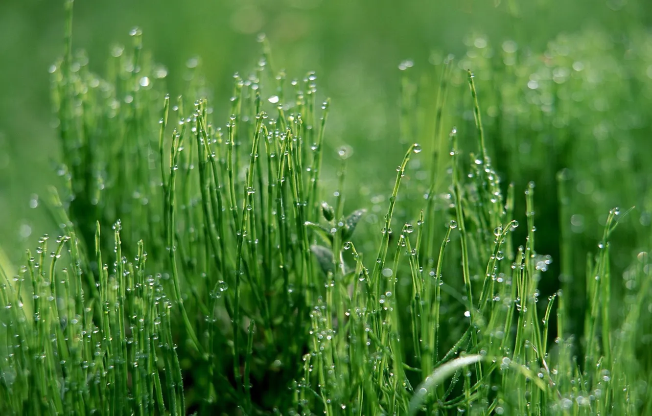 Фото обои зелень, трава, вода, роса, утро, Капельки