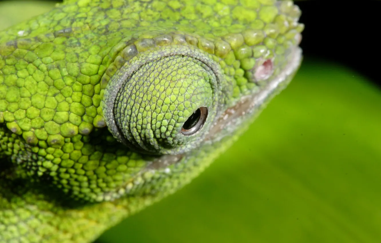 Фото обои макро, зеленый, глаз, хамелеон