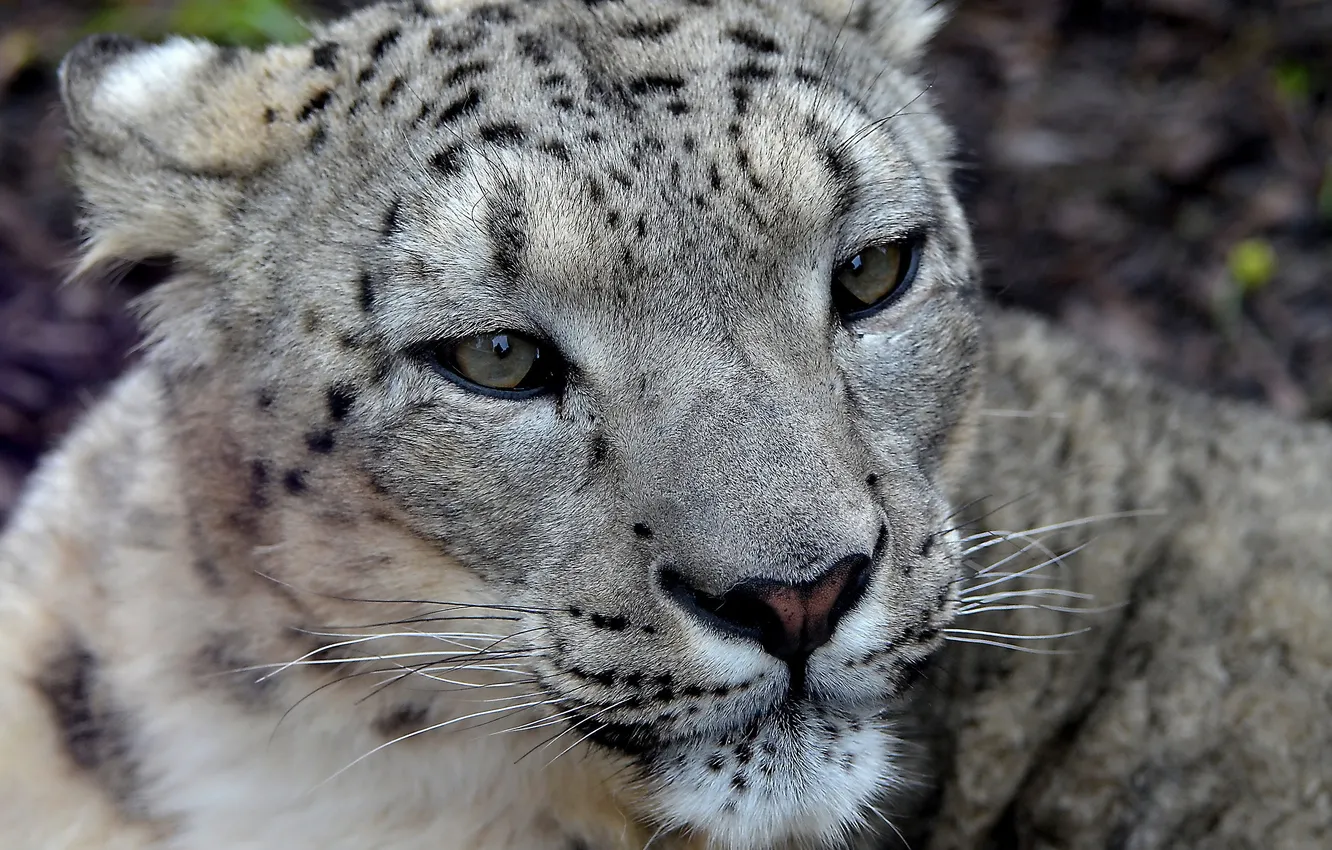 Фото обои усы, взгляд, морда, хищник, ирбис, снежный барс, snow leopard, uncia uncia