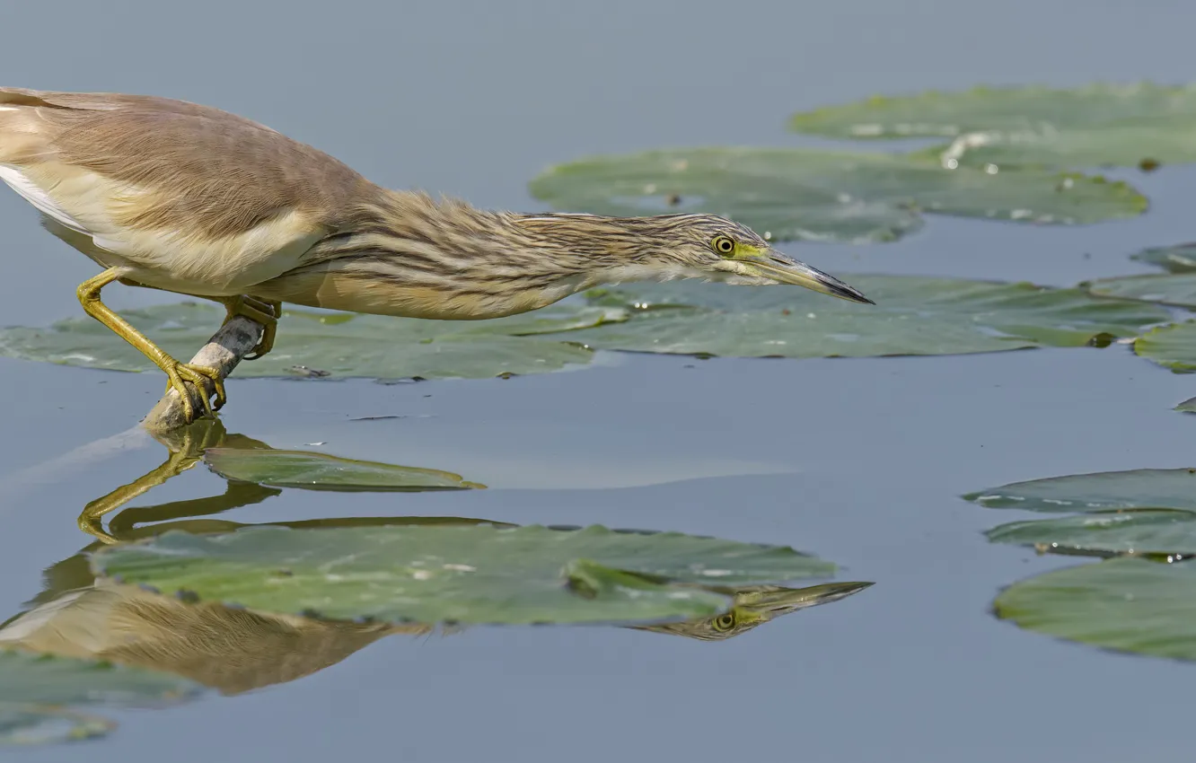 Фото обои вода, природа, птица, охота, выпь, DUELL ©