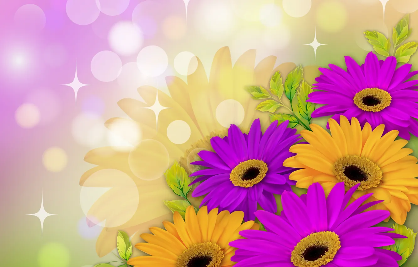 Фото обои цветы, фон, желтые, фиолетовые, листочки, герберы