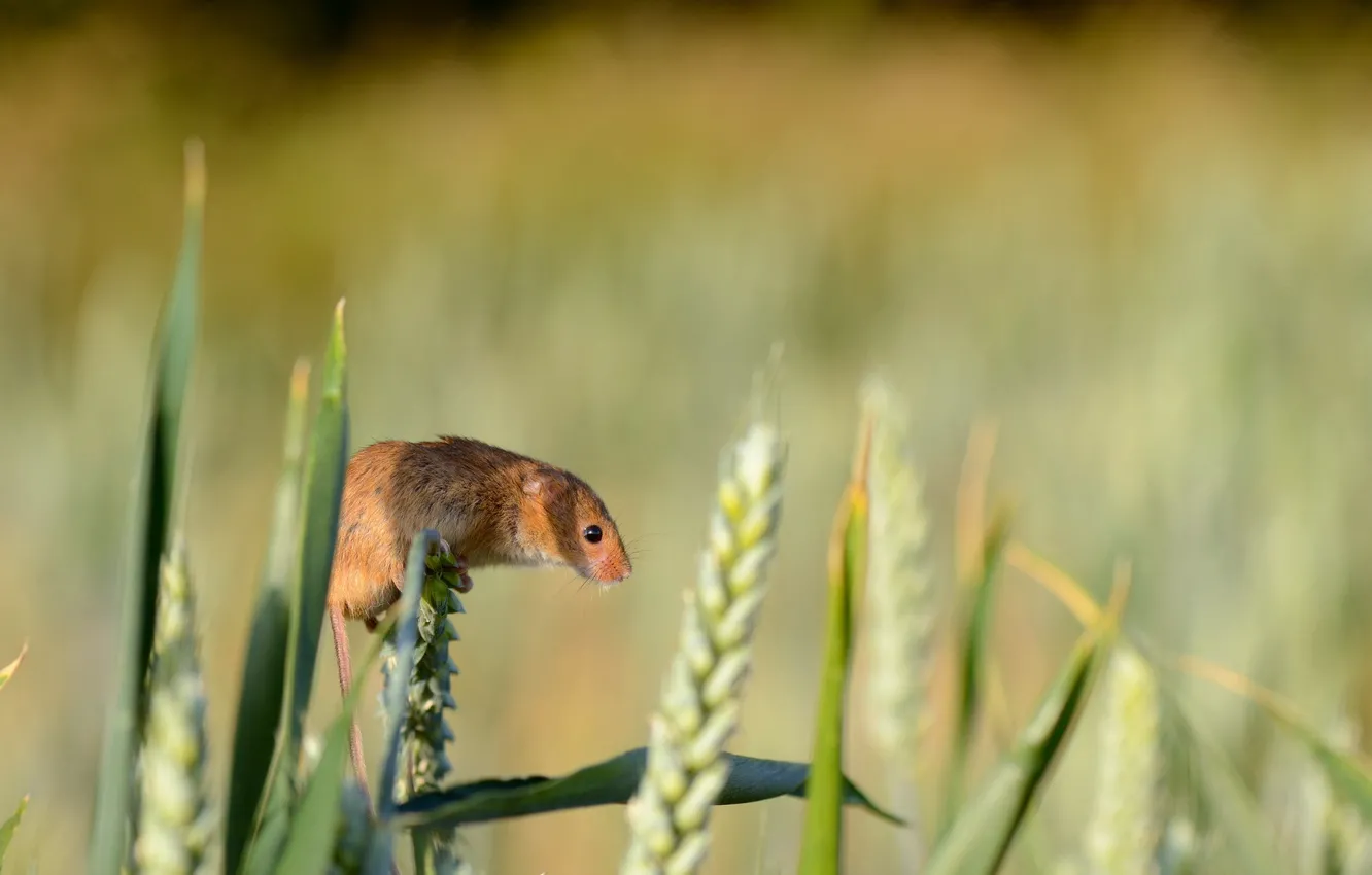 Фото обои лето, природа, Harvest Mouse